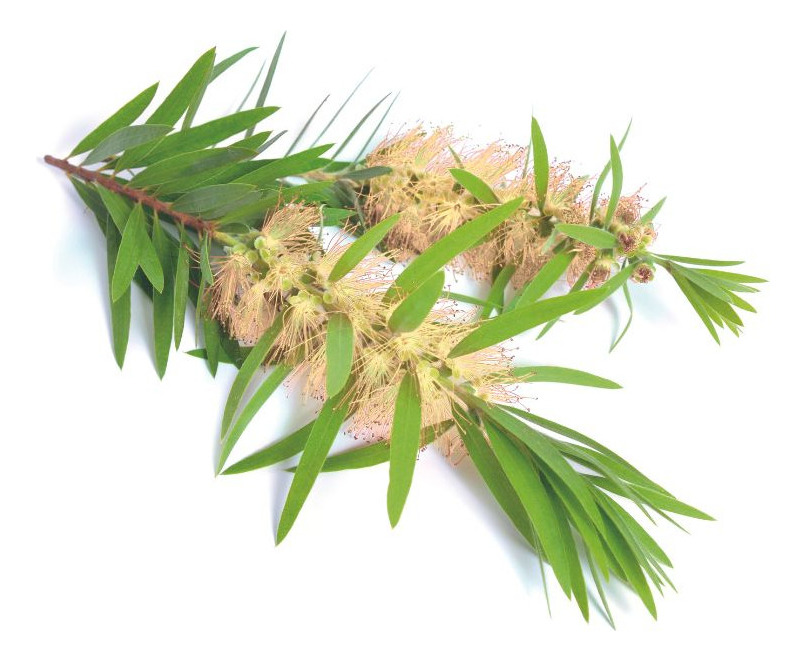 Aceite De Árbol De Té Corporal X 500ml - Imagen 4