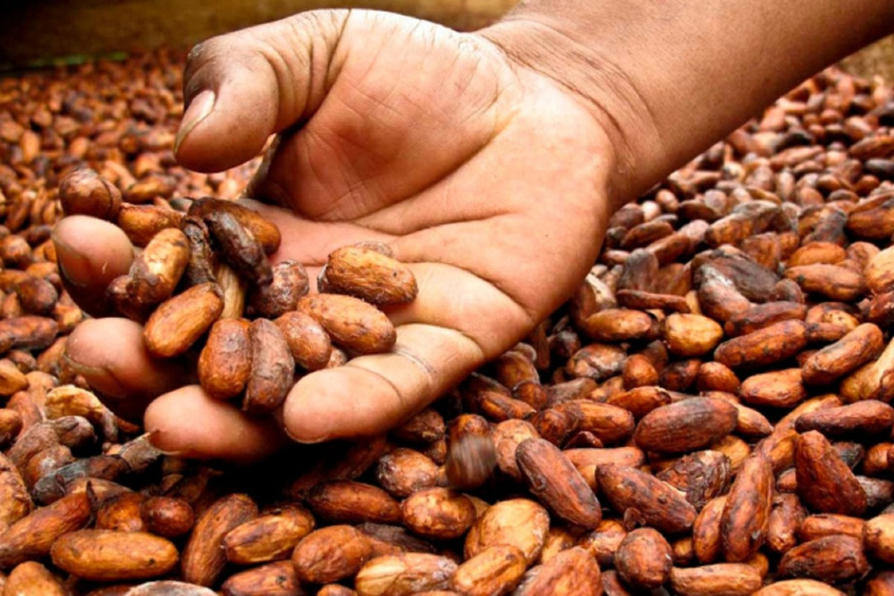 Pepa Grano De Cacao Seco X 500gr - Imagen 4