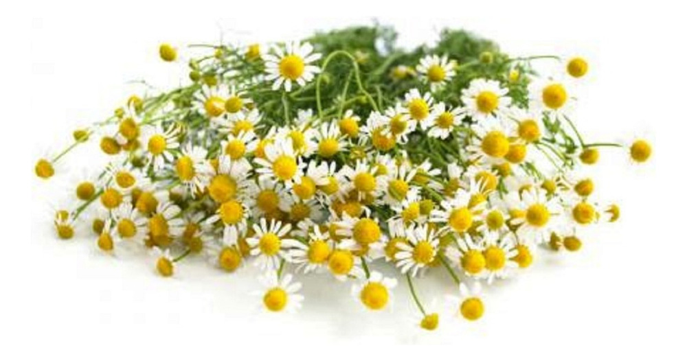 Aceite De Manzanilla Corporal Galon 3kg - Imagen 3