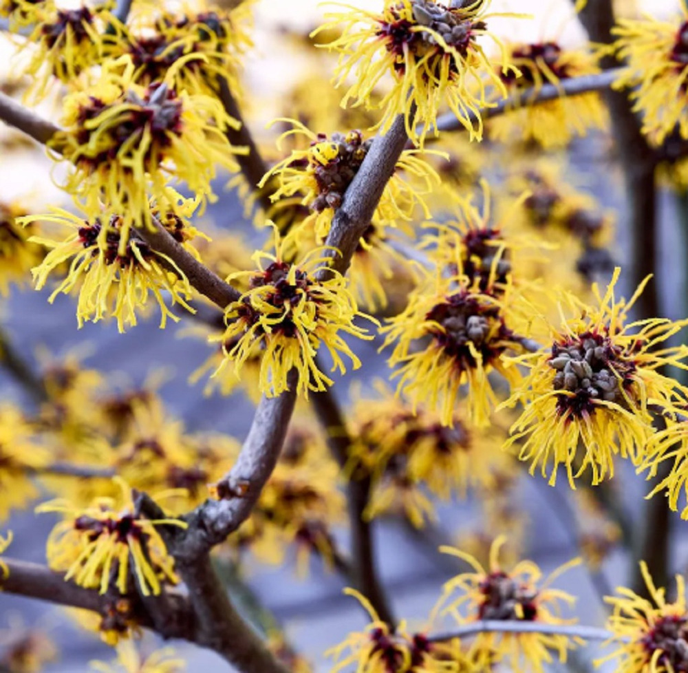Extracto Natural Cosmetico Hamamelis 25ml - Imagen 4