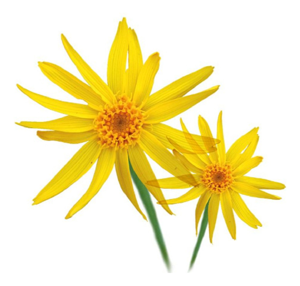 Extracto Natural Cosmetico Arnica 25ml - Imagen 4
