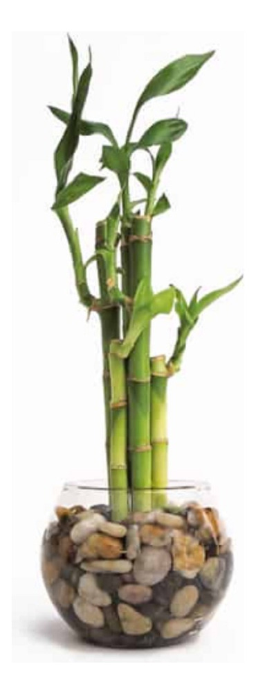 Esencia Aromaterapia Humidificador Bambu X 500ml - Imagen 3
