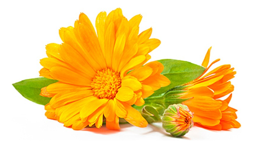Aceite Escencial De Calendula 25ml - Imagen 4