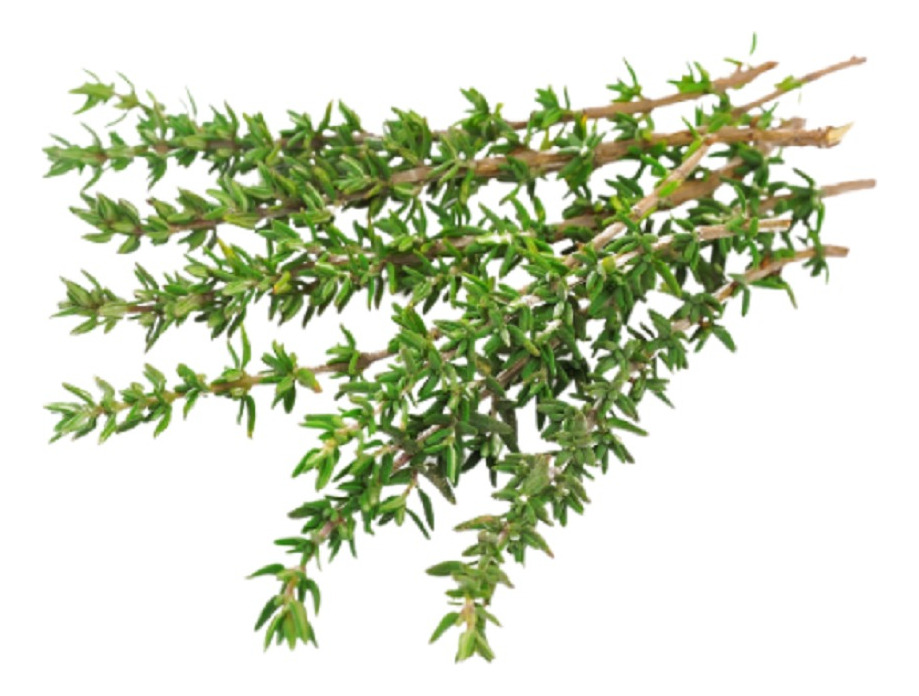 Aceite Esencial Tomillo 5ml - Imagen 3