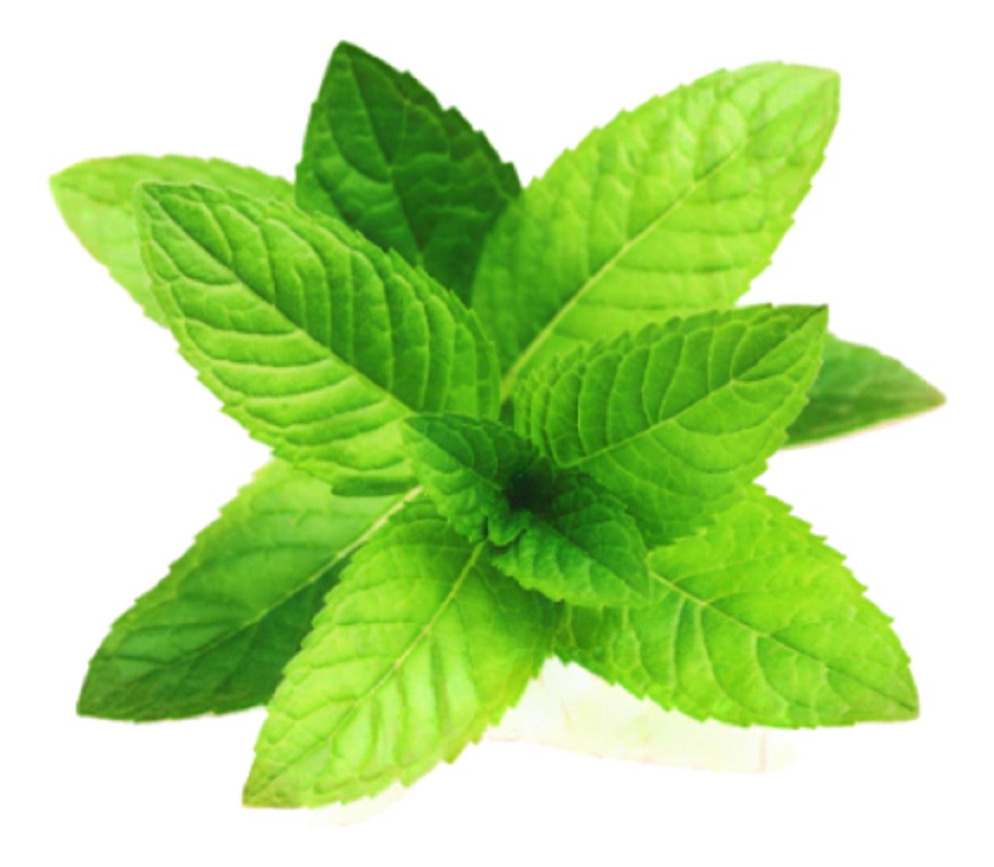 Extracto Natural Cosmetico Menta 25ml - Imagen 3