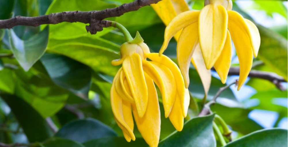 Aceite Esencial Ylang Ylang 25ml - Imagen 3
