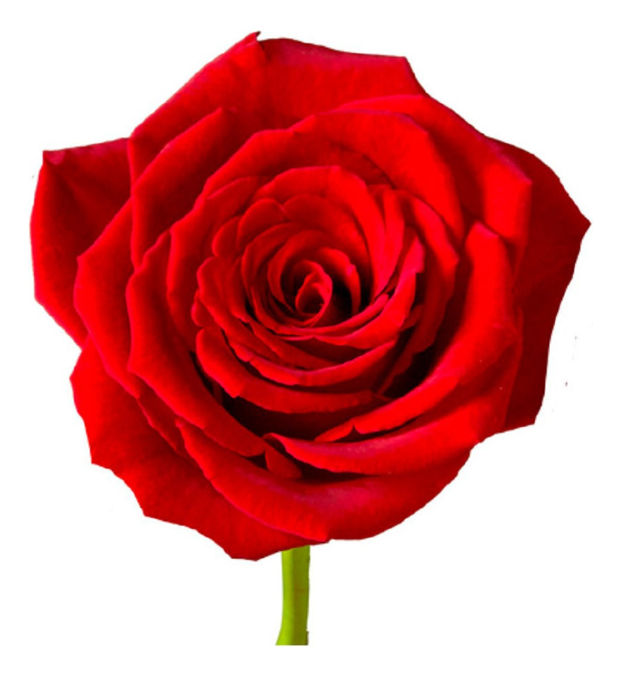 Esencia Hidrosoluble Aromaterapia Rosas X 250ml - Imagen 3