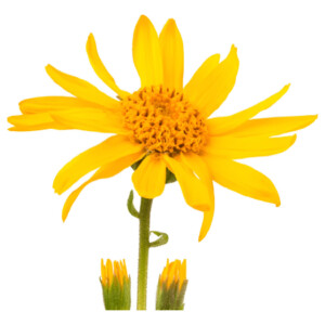 Tintura De Arnica X 500ml