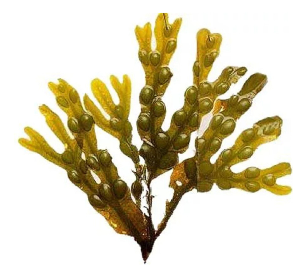 Extracto Natural Cosmetico Algas Fucus 500ml - Imagen 3